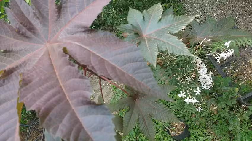 Centro De Jubilados Pciales