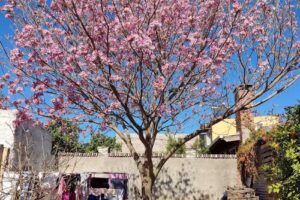 Geriatrico Victoria de Norma Traverso