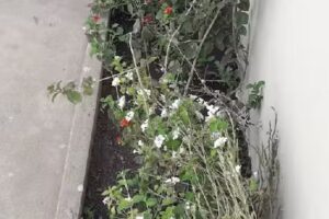 HOGAR DE ANCIANOS &laquo;SAN PANTALEON&raquo;