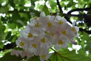 Hogar Oficial de Adultos Mayores San Jose