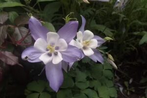 Hogar para Ancianos el Atardecer