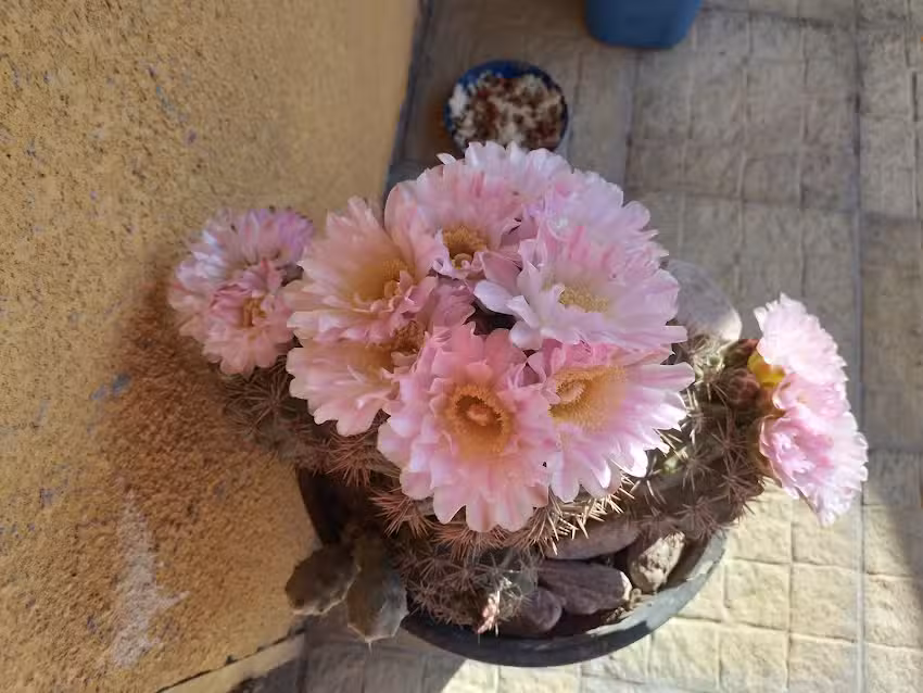 Residencia la Isabel